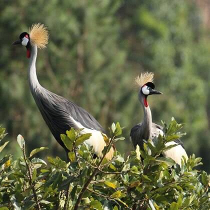 Bird Watching in Bwindi
