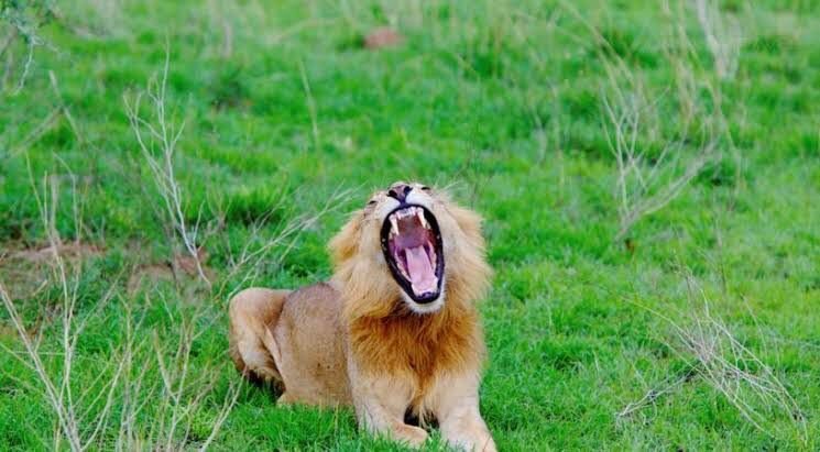 Wildlife at Murchison