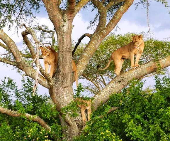 Tree-climbing lions