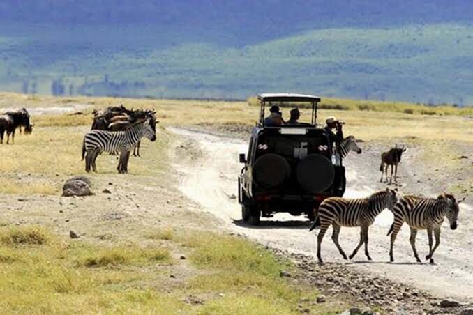 Safari Tours
